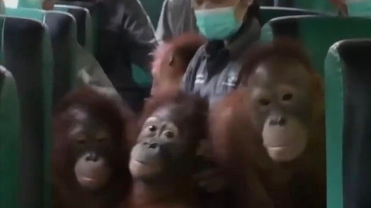47 Orangutan Terjangkit ISPA Akibat Asap Karhutla di Palangka Raya
