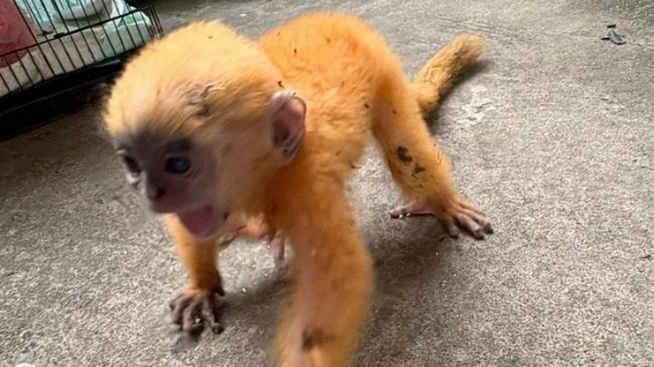 Anakan Lutung Kelabu Ditemukan Stres di Pinggir Jalan Prabumulih