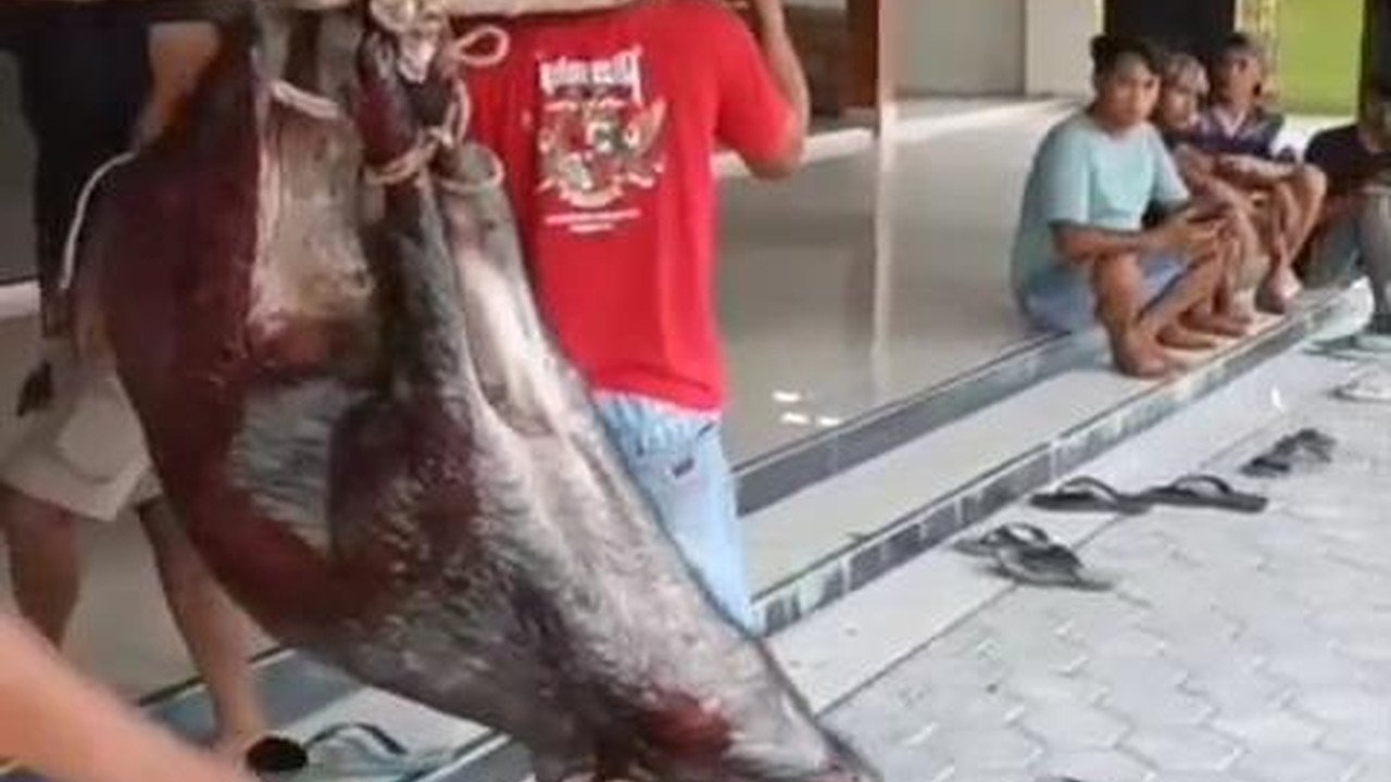 Babi Hutan Ditembak Mati Setelah Masuk Masjid di Blora, Daging Dibagikan ke Warga