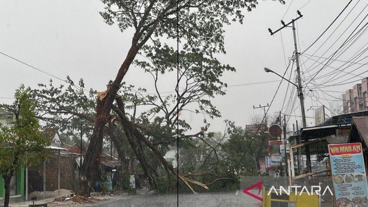 Banjarbaru Diguyur Hujan Lebat Usai Kemarau, Pohon Tumbang di Jalan Karang Anyar