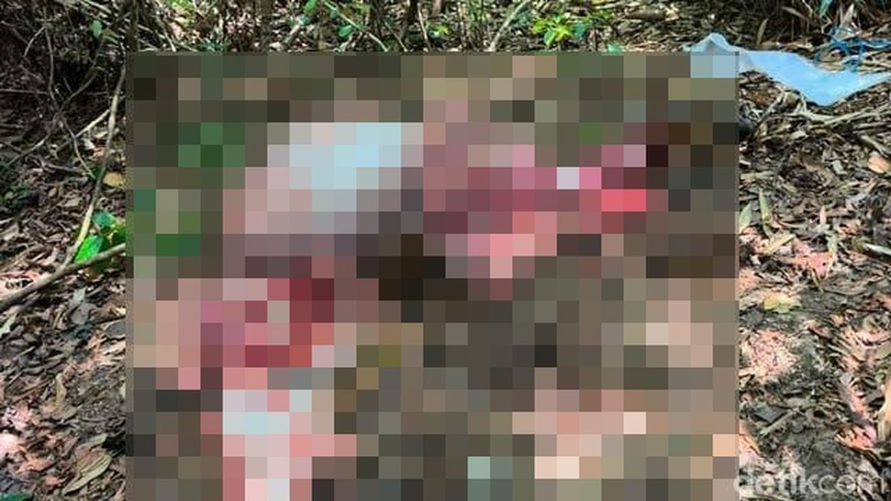 Banteng Jawa Ditemukan Mati Terkuliti di Taman Nasional Alas Purwo