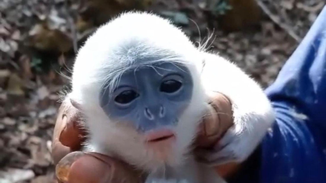 Bayi Surili Ditemukan Lemas di Tengah Kobaran Api Karhutla Gunung Ciremai