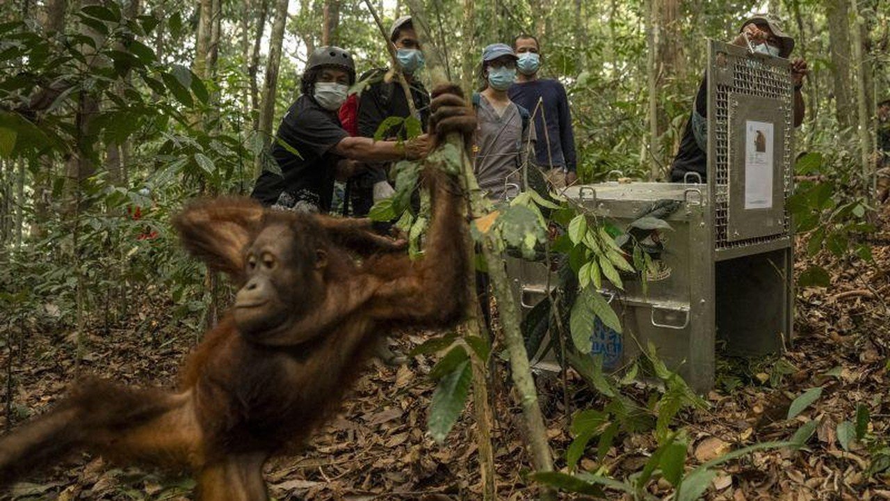 Delapan Orang Utan Terlantar Akibat Karhutla Ditempatkan di Hutan Lindung Kalbar