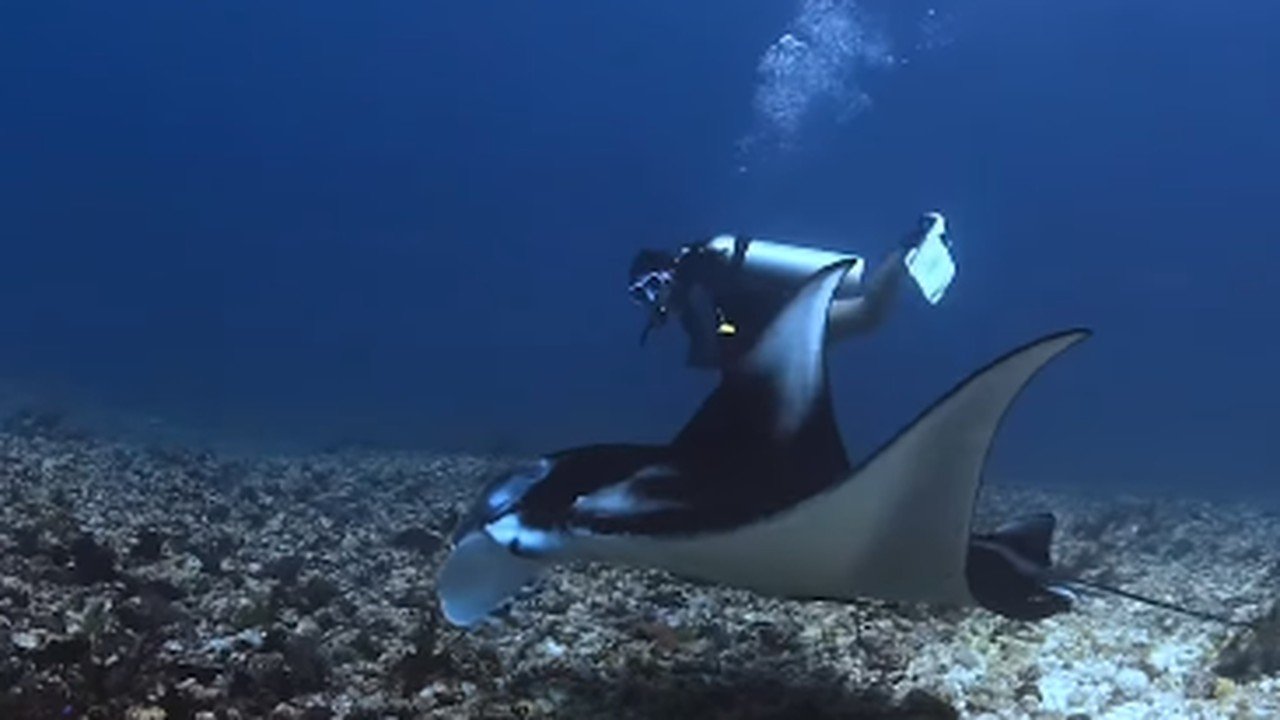 Jessica, Dive Master Asal Jakarta, Hilang dalam Insiden Kapal Tenggelam di Labuan Bajo