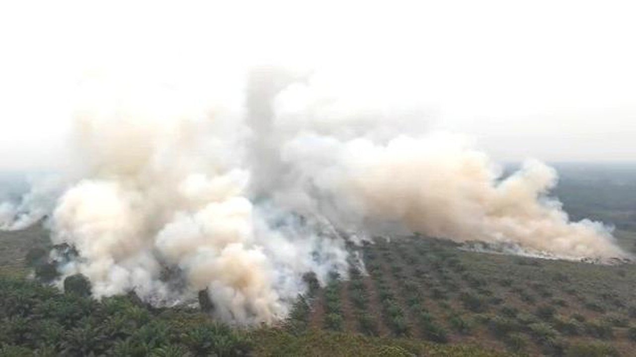 Karhutla Meluas di Kalteng, 513,89 Ha Terbakar di Taman Nasional Tanjung Puting