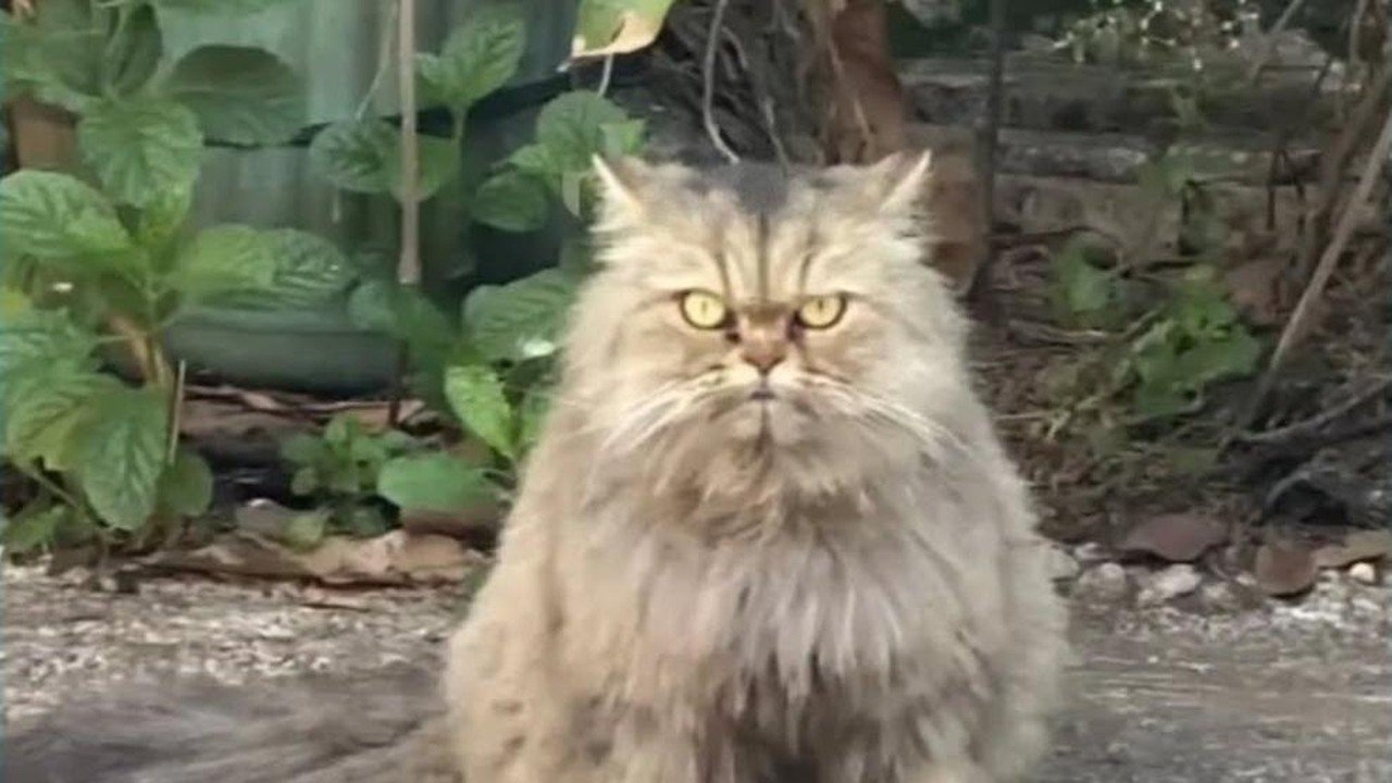 Kucing Persia Cimi Hilang Dibawa Abang Mi Ayam, Pelaku Ditemukan Tapi Nasib Kucing Belum Jelas
