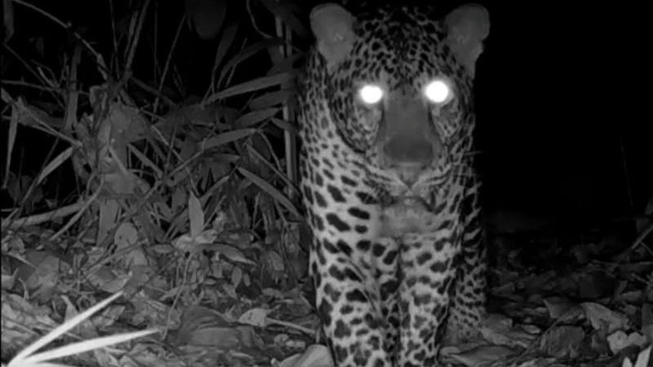 Macan Tutul Jawa Tertangkap Kamera di Nusakambangan, Potensi Dampak Proyek Pembangunan