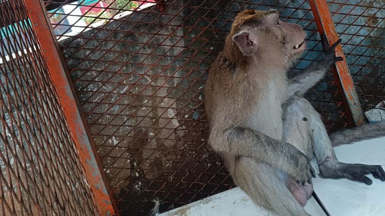 Monyet Lepas di Tangerang Serang dan Gigit Dua Pria