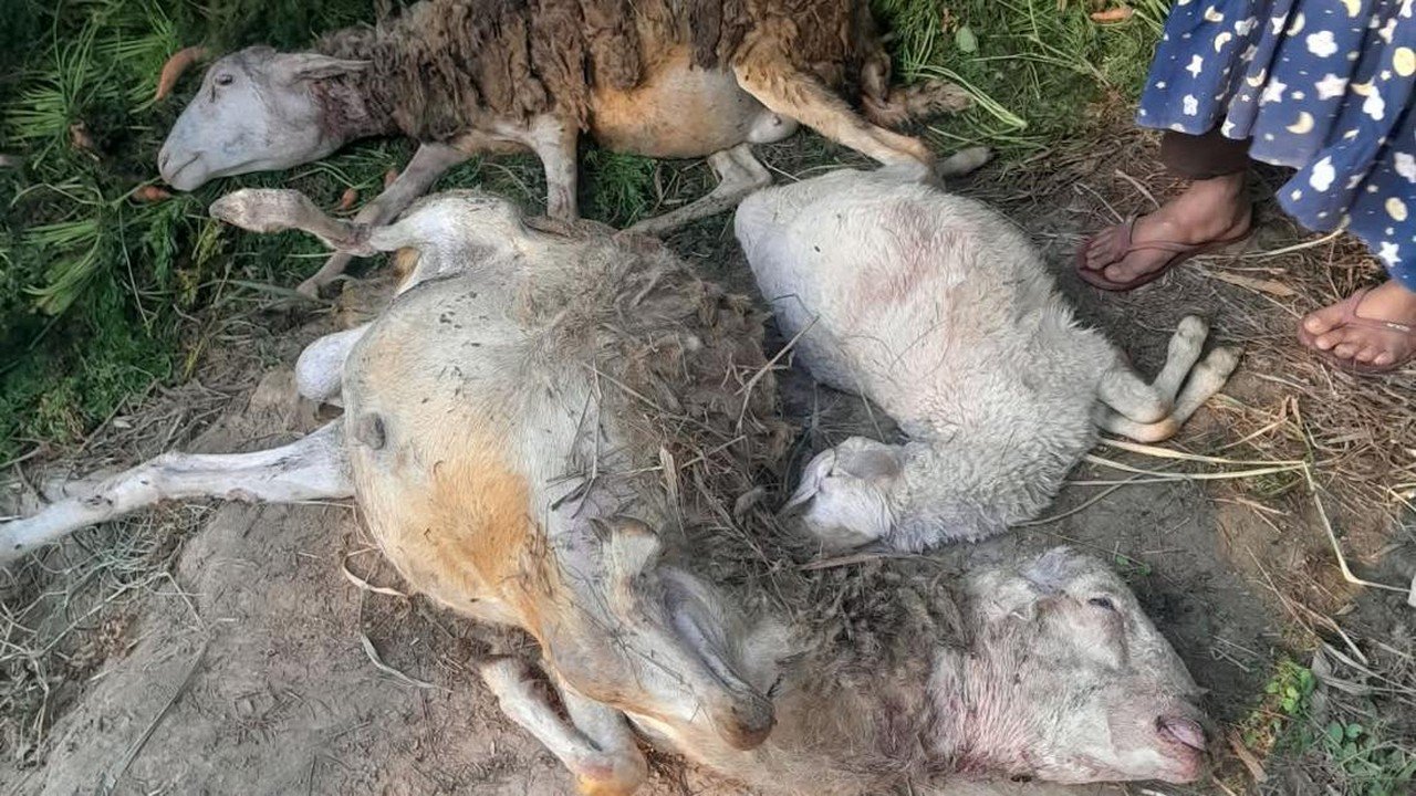 Nenek Sugini Lawan Macan Kumbang dengan Sandal di Karanganyar