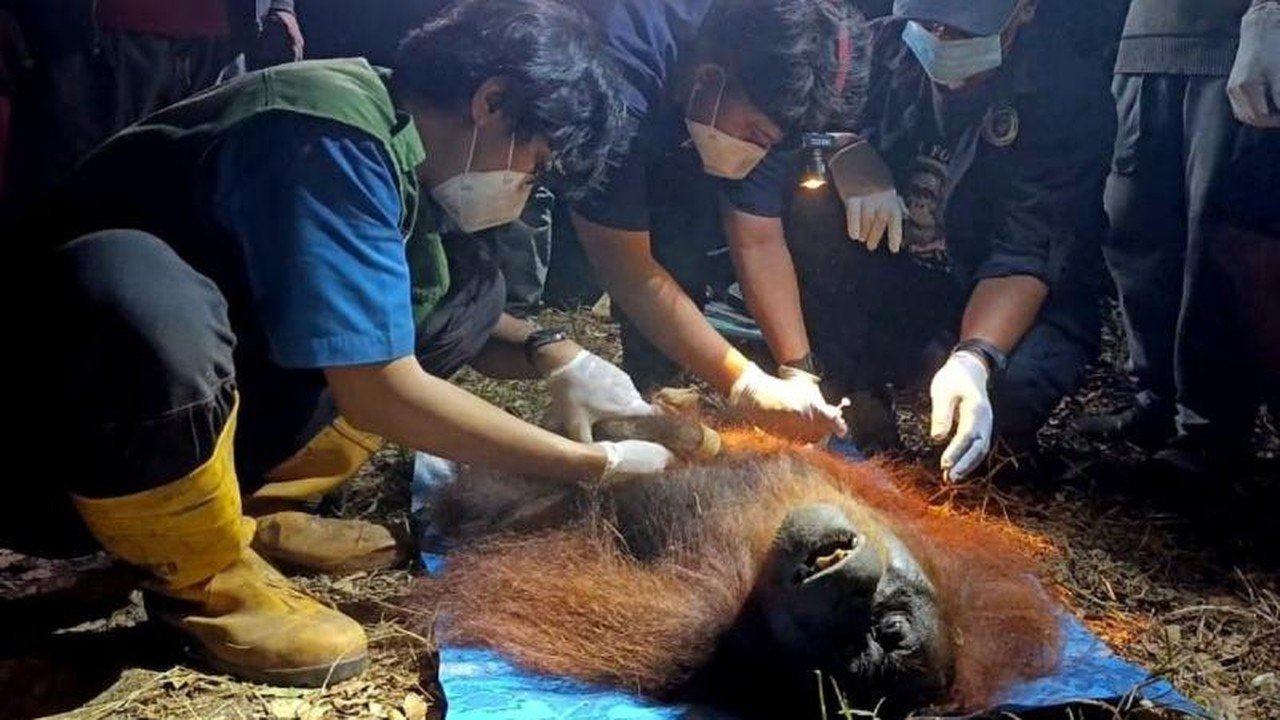 Orang Utan Terjebak Karhutla di Kalteng Berhasil Dievakuasi