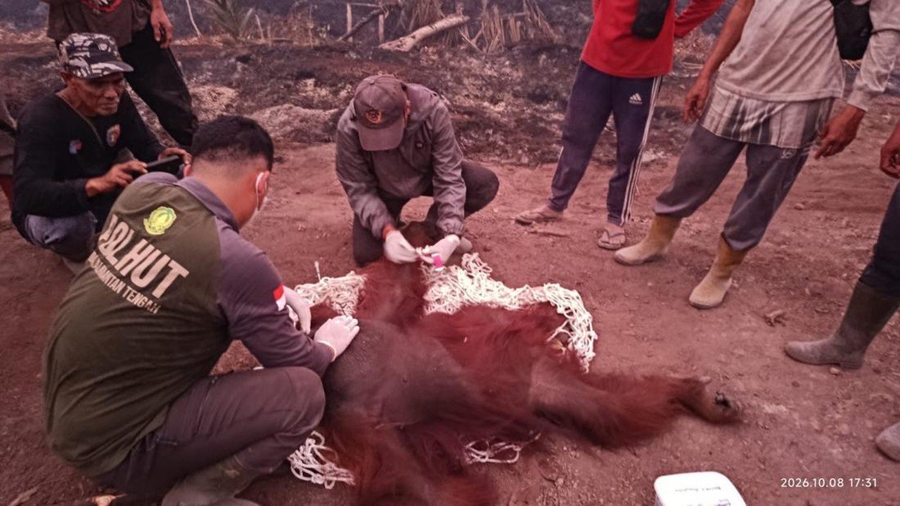 Orang Utan Terluka Akibat Karhutla di Kalimantan Tengah
