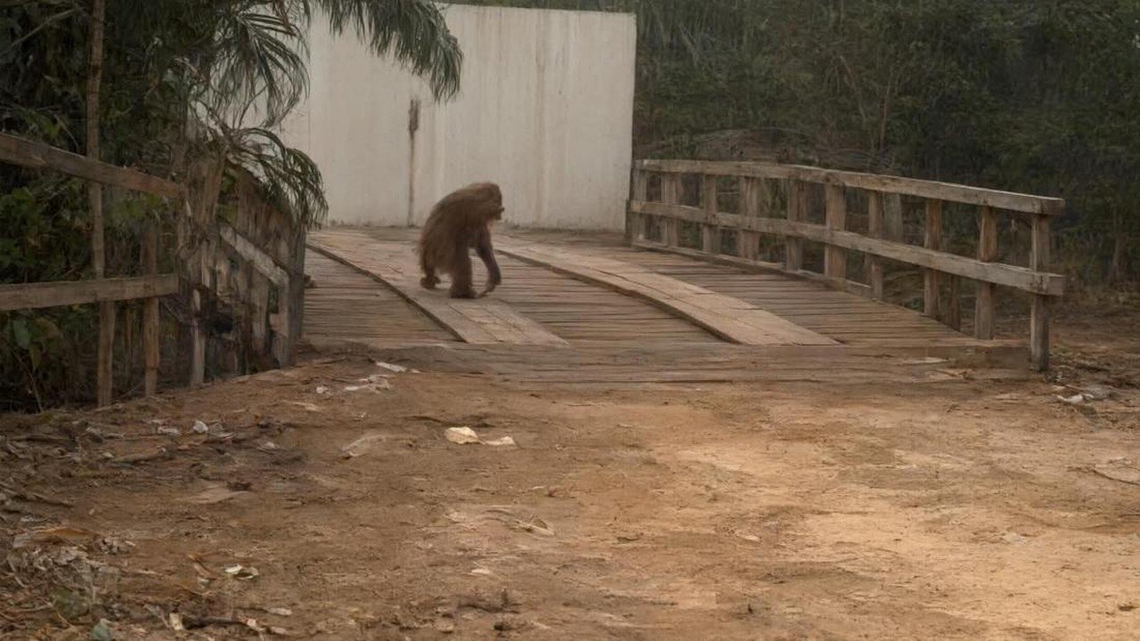 Orang Utan Terpaksa ke Jalan di Kalteng Akibat Kebakaran Hutan