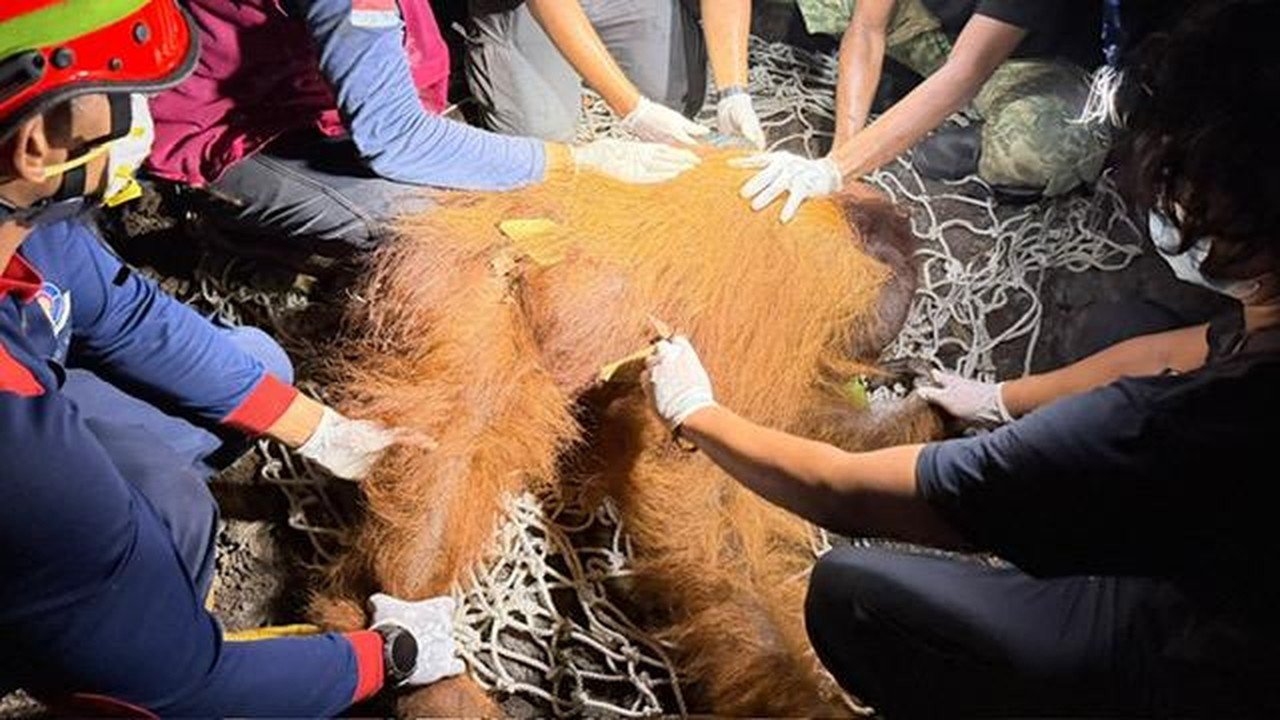 Orangutan Yondu Ditemukan di Kalteng dengan Hernia Perut Pasca-Karhutla