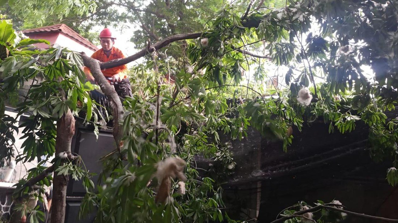 Pohon Kapuk Tumbang Timpa Kafe dan Motor di Bogor Akibat Angin Kencang