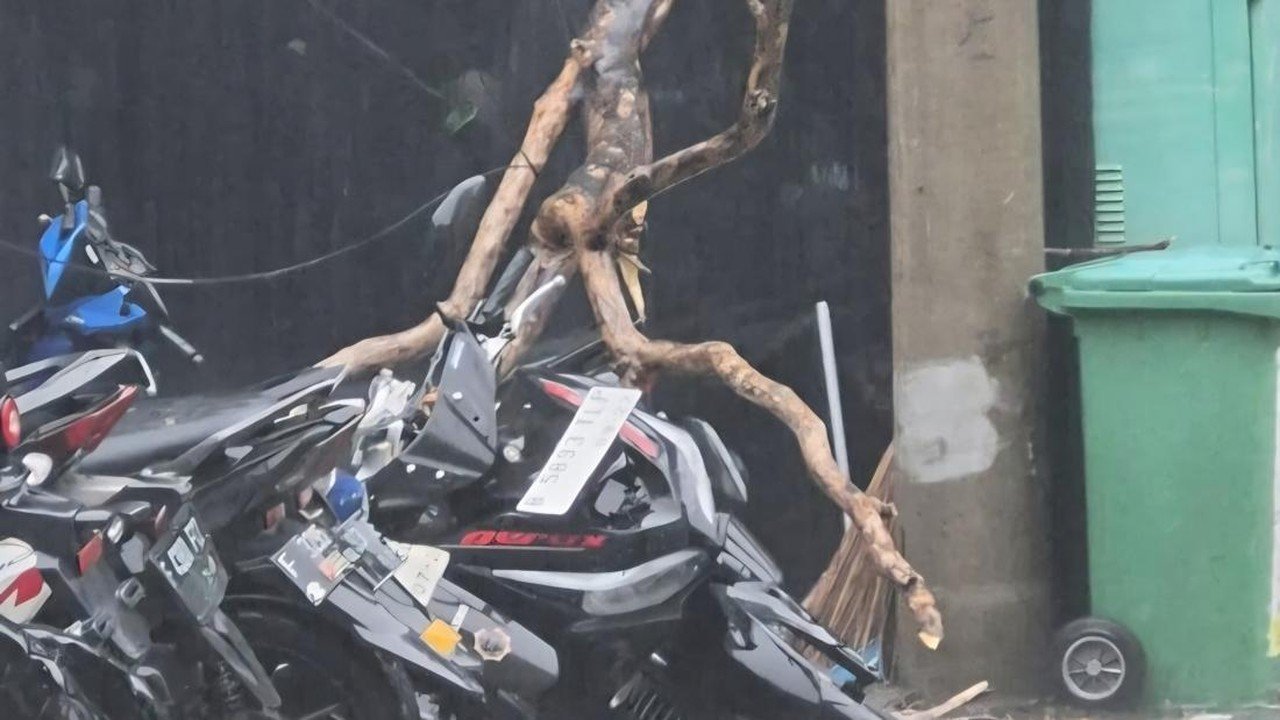 Pohon Tumbang di Bogor Timpa Mobil dan Motor Akibat Hujan Disertai Angin Kencang