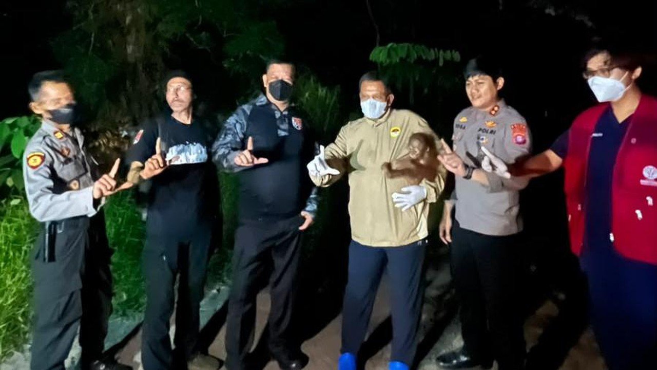 Polri Evakuasi Induk dan Bayi Orangutan Terluka Akibat Jeratan di Tengah Karhutla Kotim