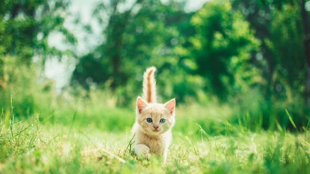 Pria Berjaket Biru Tendang Anak Kucing Berkali-kali di Bekasi