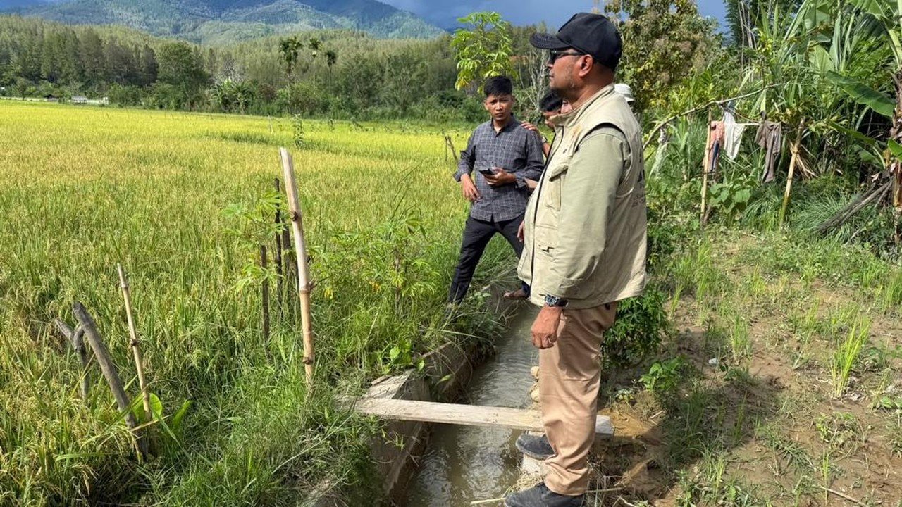 Sawah Gayo Lues Pulih Pasca-Bencana, 13 Hektare Siap Panen dalam Dua Pekan
