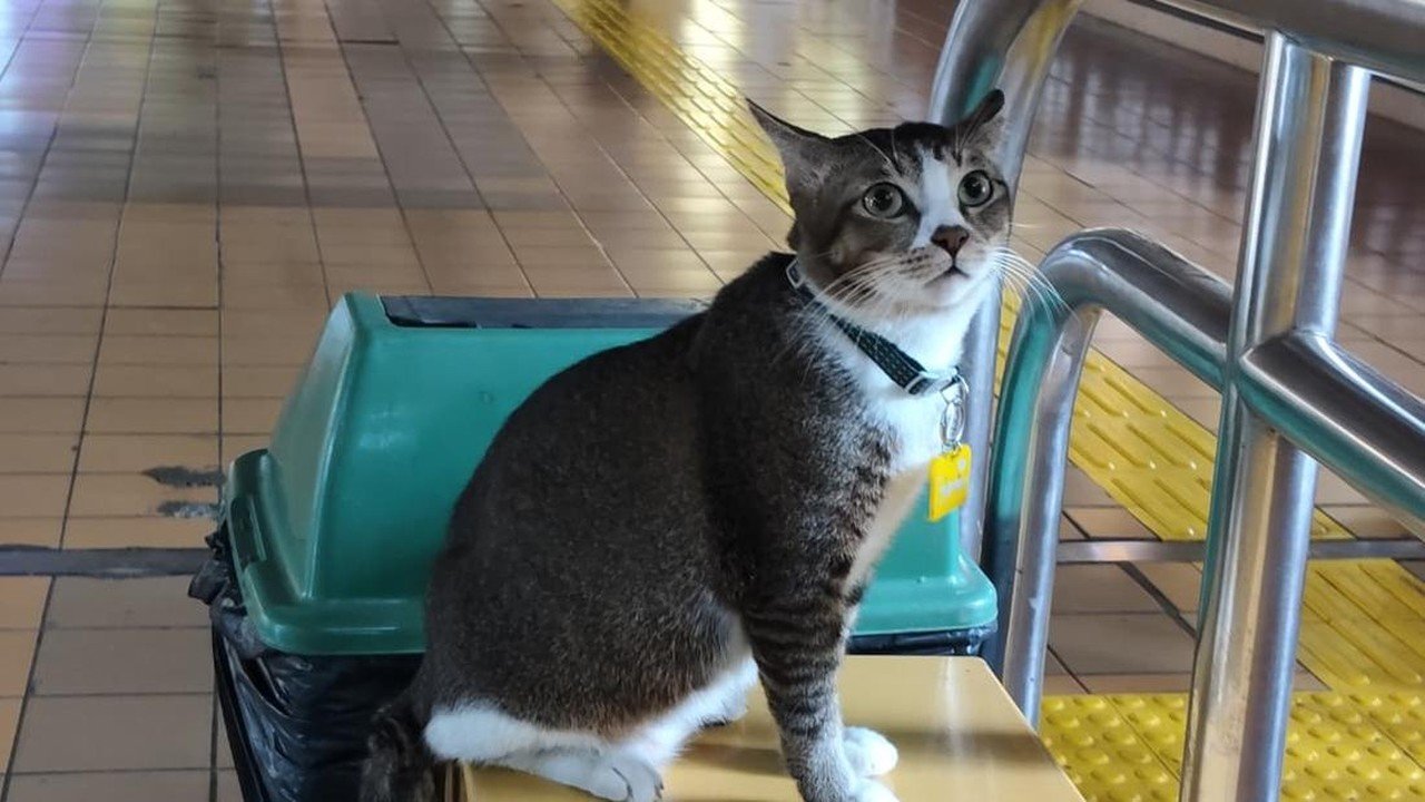 Sopian, Si Selebriti Kucing yang Curi Perhatian di Stasiun Gondangdia