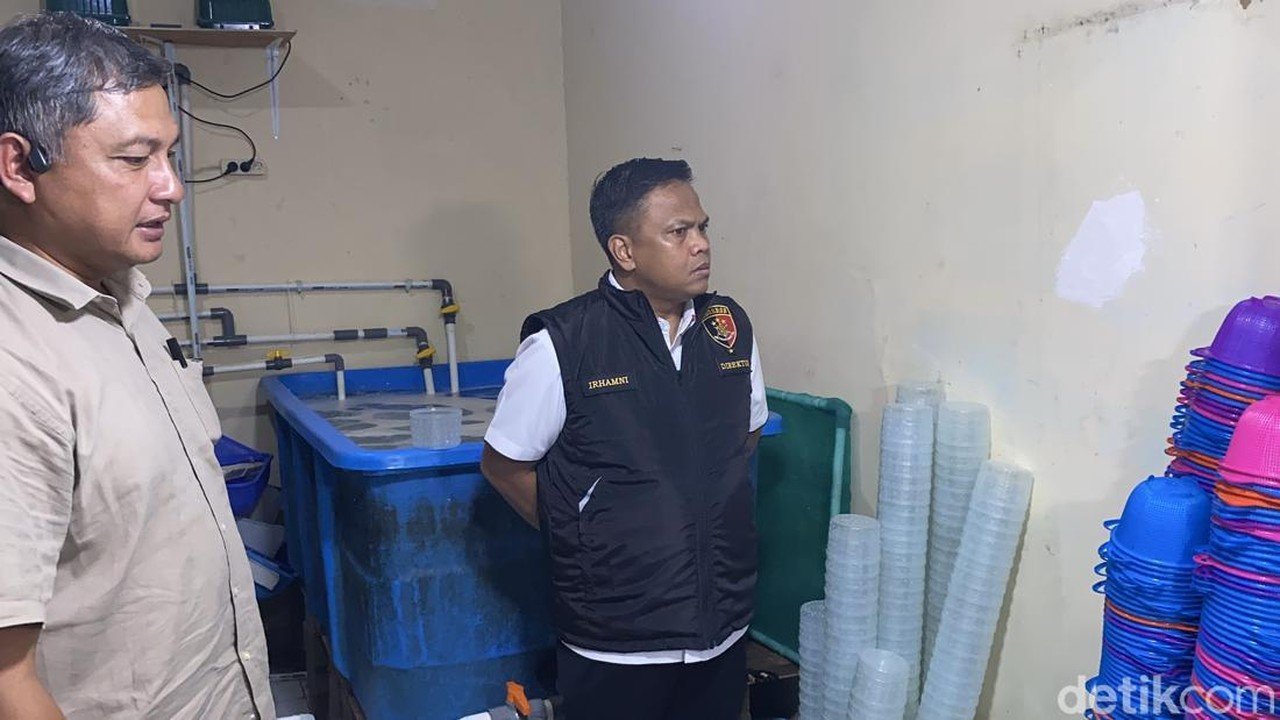 Terbongkar! Modus Penyelundupan 73 Ribu Benih Lobster ke Vietnam Lewat Koper dan Boks Styrofoam
