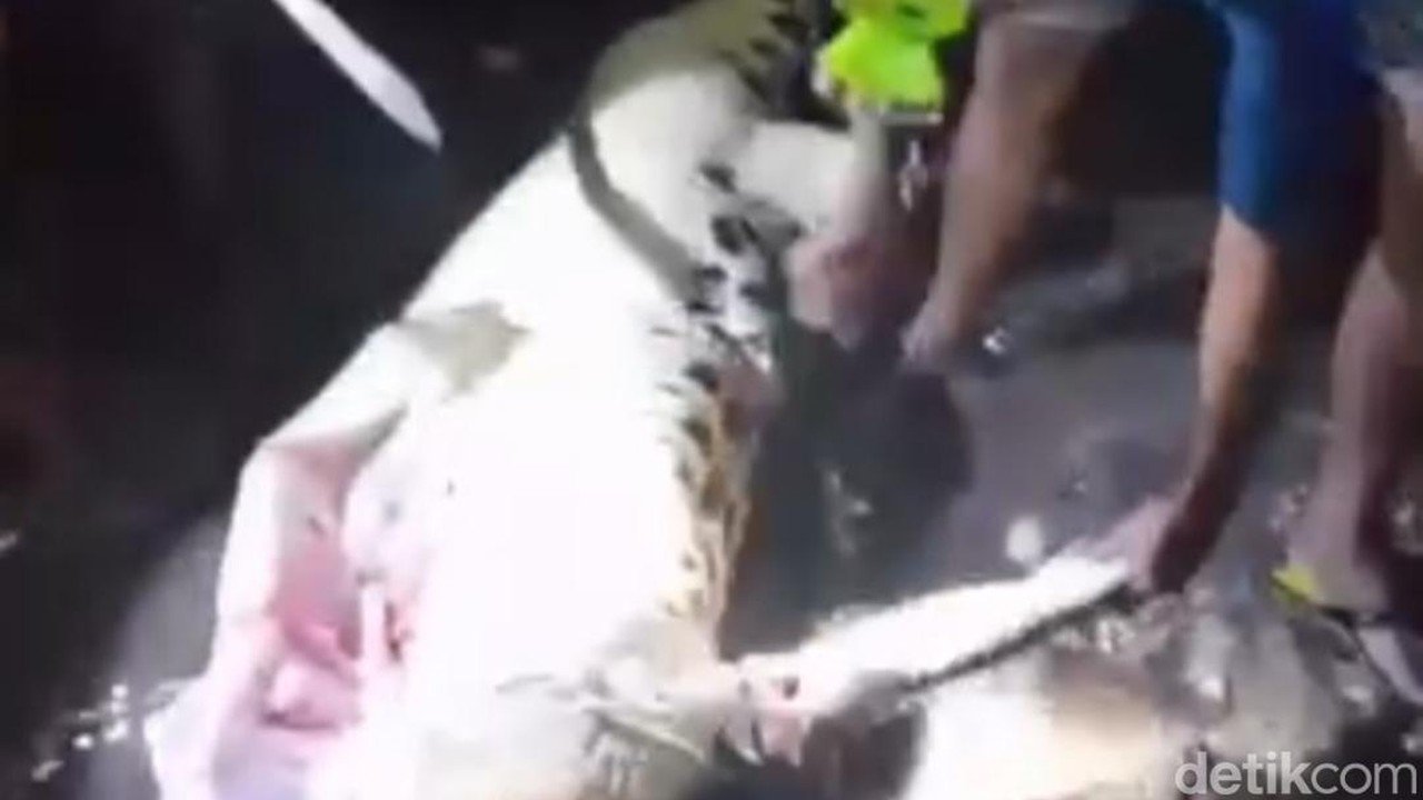 Tragedi Peminangan: Wanita di NTT Tewas Diterkam Buaya Saat Hendak Mandi