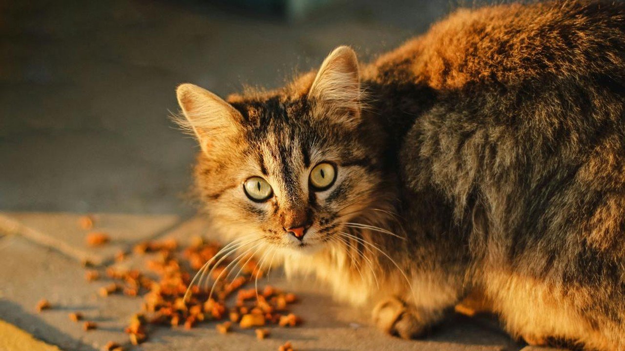 Tukang Mi Ayam Kepergok Curi Kucing di Bekasi, Dimasukkan ke Laci Gerobak