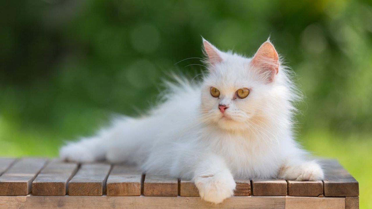 Tukang Mi Ayam Kepergok Curi Kucing di Bekasi, Polisi Selidiki