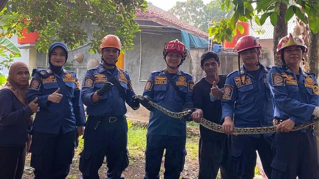 Ular Sanca Serang Kandang Ayam di Bogor, Damkar Bogor Berhasil Evakuasi