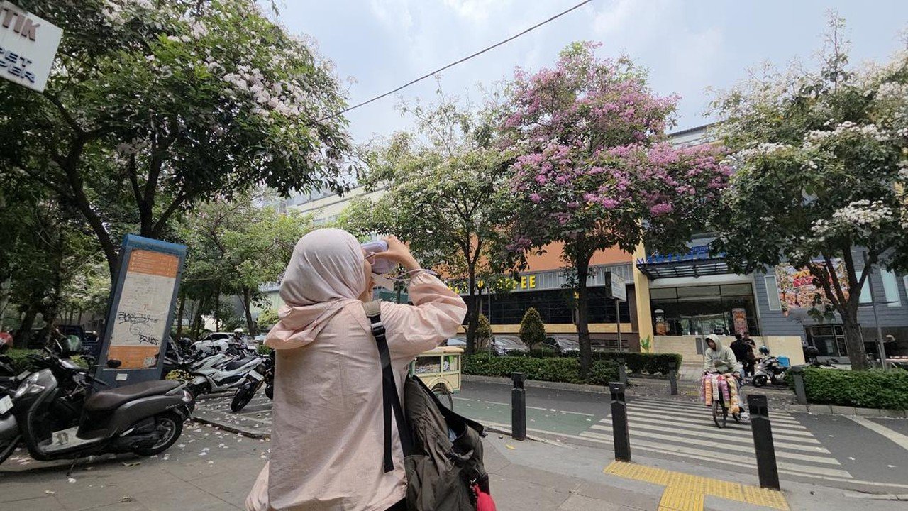 Warga Cikini Nikmati Keindahan Bunga Tabebuya Bak di Luar Negeri